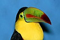 _MG_0024 keel-billed toucan.jpg