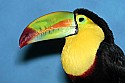 _MG_0029 keel-billed toucan.jpg