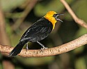 _MG_0036 yellow-hooded blackbird.jpg