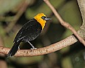 _MG_0037 yellow-hooded blackbird.jpg