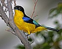 _MG_0118 Blue-winged Mountain Tanager.jpg