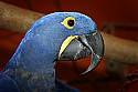 _MG_0684 hyacinth macaw.jpg