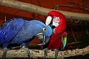 _MG_0686 hyacinth macaw gets preened by scarlet macaw.jpg