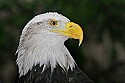 _MG_0769 bald eagle.jpg