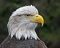 _MG_9563 bald eagle.jpg