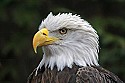 _MG_9619 bald eagle portrait.jpg