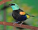 _MG_9744 blue-necked tanager.jpg