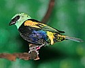 _MG_9746 blue necked tanager.jpg