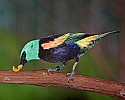 _MG_9769 blue-necked tanager.jpg