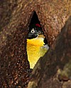 _MG_9967 black-headed woodpecker.jpg