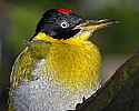 _MG_0161 black-headed woodpecker.jpg
