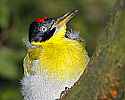 _MG_0183 black-headed woodpecker.jpg
