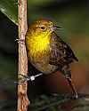 _MG_0292 female yellow-hooded blackbird.jpg