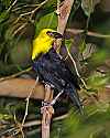 _MG_0307 male yellow-hooded blackbird.jpg