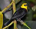 _MG_0366 yellow-hooded blackbird.jpg