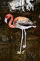 _MG_0431 immature flamingo.jpg