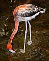 _MG_0433 immature flamingo.jpg