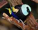 _MG_9781 blue-necked tanager.jpg