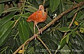 DSC_4442 Scarlet ibis.jpg