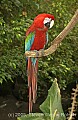 DSC_5043 Green-winged macaw.jpg