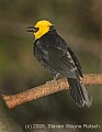 DSC_9889 Yellow-hooded Blackbird.jpg