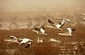DSC_3107 early morning snow geese.jpg