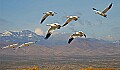 DSC_3277 flying snow geese.jpg
