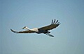 DSC_3690 sandhill crane in flight.jpg