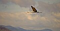 DSC_3720 flying sandhill crane.jpg