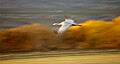 DSC_4461 blurred sandhill crane.jpg