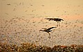 DSC_4471 landing sandhill cranes.jpg
