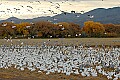 DSC_5098 snow geese and sandhill cranes.jpg