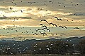 DSC_5144 birds in flight--sunset.jpg