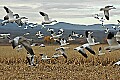 DSC_5172 snow geese in flight.jpg