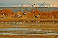 DSC_5300 cranes at farm pond.jpg