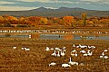 DSC_5337 snow geese at pond.jpg