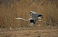 DSC_5407 great blue heron in flight.jpg