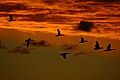 DSC_5638 snow goose sunset clouds.jpg