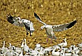DSC_5756 snow geese landing.jpg