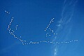 DSC_5857 snow geese in flight.jpg