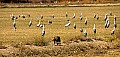DSC_6012 coyote and sandhill cranes.jpg