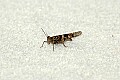 DSC_6335 grasshopper on white sand.jpg