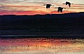 DSC_7036 sandhill cranes at sunset.psd