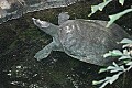 DSC_1562 turtle.jpg