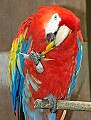 DSC_1607 scarlet macaw eating bird of paradise flower.jpg