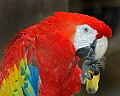 DSC_1610 scarlet macaw.jpg