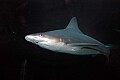DSC_1665 shark.jpg