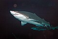 DSC_1675 shark.jpg