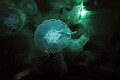 DSC_1692 jellyfish.jpg