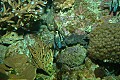 DSC_1694 coral reef.jpg